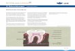 Schulsanitätsdienst: Info 'Zahnverletzungen' - Fachinformation · Medizinischer Hintergrund 15 Zahnverletzungen Fachinformation 15 L 1 | 3 Das Gebiss eines erwachsenen Menschen besteht