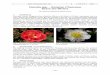 Camellia - Kamelien - botanik-bochum.de · Jahrb. Bochumer Bot. Ver. 3 210-213 2012 – 212 – ganz gefüllte Blüten mit einer stark vermehrten Anzahl von Kronblättern, die aus