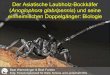 Anoplophora glabripennis) und seine einheimischen ... · ALB - Anoplophora glabripennis Wermelinger & Forster, SEG 9.3.13 Morphologie Adult • 20-35 mm • glänzend schwarz •