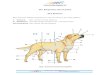 Der Körperbau des Hundes Das Äussere - bettinawiedig.de Hund.pdf · Abwehr gegen Mikroorganismen. Daneben ist die Haut ein wichtiges Ausscheidungs- organ (Ohrenschmalz, Talg, Analbeutelsekret)