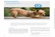 Pankreatitis beim Hund - thieme-connect.de · DiePankreatitisistdiehäufigsteErkrankungdesexokrinenPankreasdesHundes.Die Diagnose stellt aufgrund der unterschiedlichen klinischen