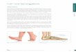Fuß- und Sprunggelenk · Verbindung zum Unterschenkel: Der Fuß ist über das obere Sprunggelenk (Articulatio talocruralis) beweglich mit dem Unterschenkel verbunden. Kliniken Pforzheim