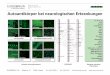 Autoantikörper bei neurologischen Erkrankungen · Anti-Hu (ANNA-1) Hu-Protein (38 kDa ) Serum Enzephalomyelitis, Sensible Neuropathie SCLC, Neuroblastom Anti-Ri (ANNA-2) NOVA (55