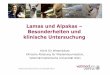 Lamas und Alpakas – Besonderheiten und klinische Untersuchung · Lamas und Alpakas – Besonderheiten und ... Sedierung und Anästhesie Lokalanästhesie: nur Präparate, die für