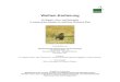 Weihen-Kartierung - lfu.rlp.de | Startseite · 4 1 Einleitung und Zielsetzung Ausgangspunkt dieser Untersuchung ist die Frage der Bestandssituation von Wiesenweihe (Circus pygargus),