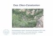 Das Oleo-Ceratonion · Familie: Oleaceae Die Breitblättrige Steinlinde wird bis zu 5 m hoch und besitzt flaumig behaarte Triebe. Die weißlichen Blüten stehen in Büscheln am Stamm