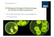 SP Molekulare Biologie & Biotechnologie der Pflanzen ... · (Pro- und eukaryotische Mikroorganismen bis zu Höheren Pflanzen) Zelluläre Ebene – Organellen & Zellkompartimente Molekülverbände