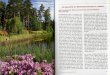  · den. Der Hochmoortorf, dessen V r- räte in Lettland ziemlich groß sind, ist ein ideales Substrat für die Anzu ht von Rhododendron. Den notwendig n Halbschatten bieten die vielen
