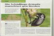  · (Ostrinia nubilalis). Er war ur- sprünglich im südlichen Europa beheimatet. Er hat Sich in den letzten Jahren aber stetig nach Norden ausgebreitet und ist