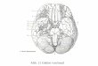 Abb. 12 (Gassen p. 31) - UNIGRAZ · (Nn. craniales): Riechnerven (N. olfactorius) optischer Nerv (N. opticus) Trigeminus (N. trigeminus) N. abducens (VI) Gesichtsnerven (N. facialis)