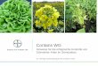 Contans WG - thueringen.de · ist eine pilzliche Erkrankung, die an einer Vielzahl von Gemüse, Gewürz- und Zierpflanzenkulturen auftritt. Ihre deutschen Bezeichnungen lassen bereits