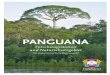 PANGUANA · 03 Panguana Nähe eines Wespennestes, in dem hunder-te von enorm aggressiven Wespen Wache halten. Die Vögel wissen genau, dass ihr Nachwuchs in der Nähe der Wespen gut