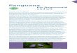 Ein Regenwald und wir - Panguanapanguana.de/pdf/panguana_florula.pdf · Panguana – Ein Regenwald und wir Florula von Panguana von Günter Gerlach Obwohl die Forschungsstation Panguana
