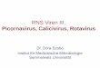 RNS Viren III.semmelweis.hu/mikrobiologia/files/2014/12/FfZ_11.pdf · Pathogenese von Rhinoviren •Symptome treten 2 bis 4 Tage nach der Exposition auf und dauern etwa eine Woche