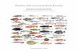 Fische der Kanarenottoewieghardt.de/fischbuch.pdf · Sama de pluma, Pargo - Dentex (Cheimerius) gibbosus (Rafinesque, 1810) 108 Sardina (Sardine, Pilchard) - Sardina pilchardus (Walbaum,
