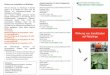 Entwurf 1Flyer Nebenwirkungen 303x216 · Wirkung zugelassener Insektizide im Unterglasanbau von Zierpflanzen auf die wichtigsten Nützlings- Arten Nützlingsart/ Präparate Closer