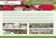 Projekt Saat:gut · Jahresbericht Projekt Saat:gut 2017 Seit 2009 züchten wir im Projekt Saat:gut an neuen Sorten Blumenkohl, Brokkoli, Möhren, Pastinake und Rote Bete für die