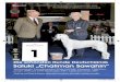 Die schönsten Hunde Deutschlands Saluki „Chaliman Sawahin“ · Die schönsten Hunde Deutschlands Saluki „Chaliman Sawahin“ Internationaler, Luxemburgischer, VDH, DWZRV-Champion,