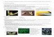 Netskript 7 Ausbreitungsbiologie - geändert · 2009-11-14 · ∗ Geokarpie: Arachis hypogaea (Erdnuss, Fabaceae) → Fruchtstiele verlängern sich negativ phototrop und schieben