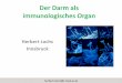 Der Darm als immunologisches Organ...Intestinale Barriere - Struktur • Luminal Flora • Mucus – Mucines, IgA, – Defensines • Epithelium – Cells, – Tight Junctions •