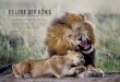 ES LEBE DER KÖNIG - WWF...ES LEBE DER KÖNIG Seit 1980 ist der Bestand an Löwen in Afrika um die Hälfte ge-schrumpft, seit 1900 sogar um 96 Prozent. Längst hat der König der Tiere