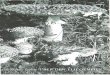 Urnschlagbild: Fliegenpilzgruppe aur Magerwiese (Buschwald ... · den PHILIPP JOHANN VON STRAHLENBERG (Stockholm 1730), der seine russische Kriegsgefangenschaft zu einer ergiebigen