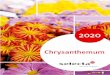 Chrysanthemum · 2019-10-30 · There are also numerous varieties from Belgian chrysanthemum breeder Jolu Plant NV that have been enjoying success on many international markets. Selecta