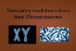โรคทาง’นกรรม,เ.ดจากนบน Sex Chromosomemanage.brr.ac.th/JobBiology/BioBook4/Work/WS02M502G8.pdf · แบบ xx ส่วนในผู้ชายเป็นแบบ