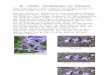   · Web view2018-06-02 · NA – Chemie: Glockenblumen als Indikator. Diese Fotografien von Th. Nickl stehen frei zur Verfügung für schulische Zwecke unter Angabe der Quelle