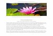 Die Wasserlilie ist in Sri Lanka Symbol für Reinheit und ...Laut Wikipedia ist das eine ayurvedische Wiederherstellung der Lebensenergien, vorangegangen sind vorbereitende mobilisierende