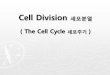 Cell Division 세포분열 - KOCWelearning.kocw.net/contents4/document/lec/2012/Sungsin/...세포분열은 유전적으로 동일한 딸세포를 만든다. Cellular Organization of