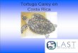 Tortuga Carey en Costa Ricacaracterística de todos los escudos del caparazón, esta textura se conforma por la deposición de los filamentos de queratina en láminas y asemeja conformaciones