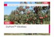 DuPont Obstbau Produktfolien 2017 - ISIP · DuPont Obstbau Benevia ®* – Anwendung gegen Schädlinge in Erdbeeren *Zulassung wird erwartet Benevia® Kultur Erdbeeren (Freiland )