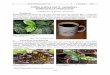 Coffea arabica und C. canephora Kaffeestrauch (Rubiaceae · Jahrb. Bochumer Bot. Ver. 4 163-168 2013 – 163 – Coffea arabica und C. canephora – Kaffeestrauch (Rubiaceae) CORINNE