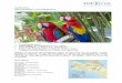 Costa Rica Naturparadies zum Entdecken - KStA Leserreisen · Costa Rica Naturparadies zum Entdecken Linienflug mit Iberia Top-Qualität: gute Mittelklasse- & 4* Hotels Tägl. Frühstück,
