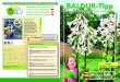 Detaillierte PFLEGETIPPS - BALDUR-Garten€¦ · Nach 6–8 Wochen zeigt sich die erste Knospe, dann erst die Blätter. Kurz vor dem Öffnen der Blüte mit der Düngung beginnen