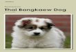 Rassespecial Thai Bangkaew Dog - DCNH€¦ · Coat length never to be so exaggerated as to obscure the body shape. The coat is short on head and front of legs. Colour: White with