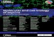 Molecular and cell biology of septins - EMBO · Molecular and cell biology of septins 13 – 16 September 2020 | Berlin, Germany SPEAKERS Amy Gladfelter University of North Carolina,