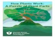 How Plants Work: A Puzzle of Plant Parts · A Puzzle of Plant Parts Why do plants have so many different parts? Exploring the Conservatory… Follow your teacher or chaperone and