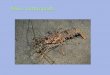 Tagma (groupe de segments)...Echinodermata Enteropneusta Chordata Pterobranchia Arthropoda Adapted from Animal Evolution: Interrelationships of the Living Phyla C. Nielsen. 2001 Porifera