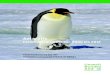 Antarktis - Forschungsprojekte von 2000 bis 2012 - … · 2017-11-17 · 1. Vorhabenziel: Das Thema der vorgeschlagenen Untersuchung ist die weltraumgestützte Erforschung von Küstenpolynjen