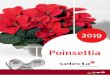 U4 U1 SEL Poinsettia 2019 NE - Selecta One...LTO Novelty Award winner of 2 times: 2012/2013 (Christmas Feelings® Pearls), 2017/2018 (Christmas Break) Keine andere Poinsettien-Sorte