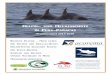 Delfin und Meeresschutz in Peru-Paracas - GRD€¦ · in der Paracas- ucht und entlang der Küste bei Pisco kann als großer Erfolg des Projekts gewertet werden. Warteten früher