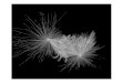 Biophysik der Zelle - uni-muenchen.de · 09.07. Flagellen und Cilien ( ) 16.07. Haarzellen als Verstärker im Ohr ( ) Rädler SS08 Biophysik der Zelle 5 A freshwater amoeba crawls,