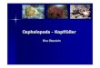 Cephalopoda - Kopffüßer€¦ · 15.09.2006 Cephalopoda - Kopffüßer Folie 13 von 20 Fortpflanzung getrennt geschlechtlich mit Sexualdimorphismus unpaare Gonaden ausgeprägtes Sexualverhalten