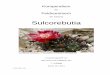 der Gattung Sulcorebutia - SulcoPassion · 5 Fritz G., Gertel W. & de Vries J.(2004): Sulcorebutia [1] – A revison of the species of the northern distribution area – Cactus &