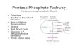 Pentose Phosphate Pathway - Western Oregon Universitywou.edu › ~guralnl › 451Pentose Phosphate Pathway.pdf · 2007-01-07 · Pentose Phosphate Pathway (Hexose monophosphate Shunt)