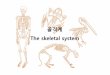 골격계 The skeletal system - Amborellaamborella.net/0-2013-GeneralBiologyLab/3-skeleton.pdf · 2013-09-25 · 현미경적연구 1. 뼈(bone); 몸을받쳐주는기둥, 중요장기보호,