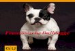 Die Französische Bulldogge erobert die Welt! · DNA-Bestimmung (Elternschaft und Erbmerk-male) sehr leicht feststellen, ob die Zuchttiere ... den blauen »Frenchies« verboten. Die