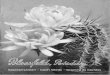 Kakteensamen Cacti Seeds « Graines de Cactées...photos einen interessanten Bildbericht über Harry Blossfeld’s botanische Sammelreise 1933 durch die Heimatgebiete der Kakteen in